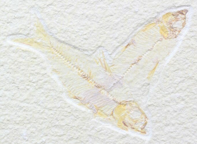 Multiple Knightia Fossil Fish Plate - x #42384